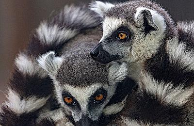 漫改格斗游戏《咒术回战：战华双乱》确认明年2月2日发售